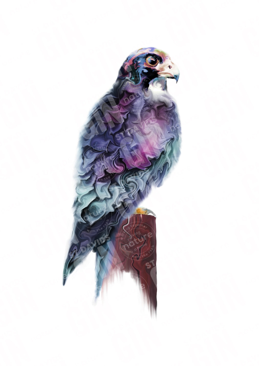 St Davids Gin:'Resting Peregrine' Ramsey Series Mounted Print